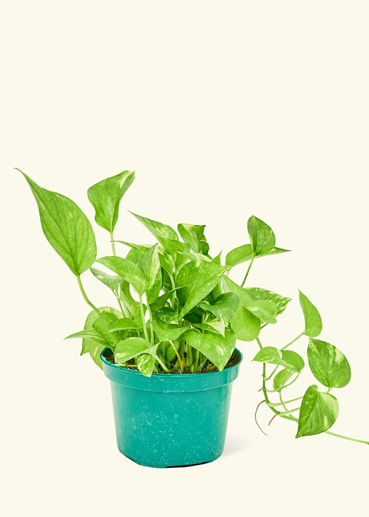 Golden Pothos - Image 8