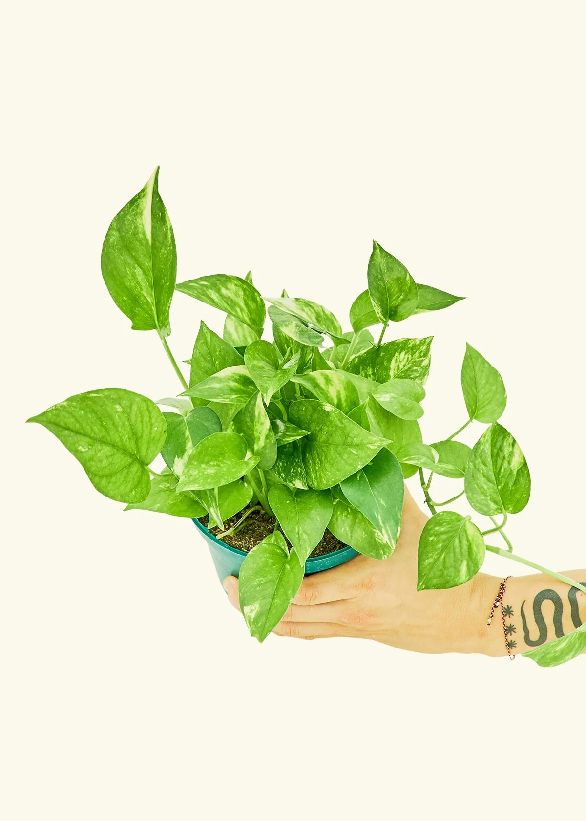 Golden Pothos - Image 9