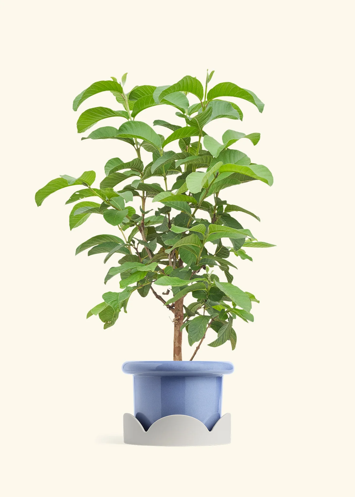 Guava Tree - Image 10