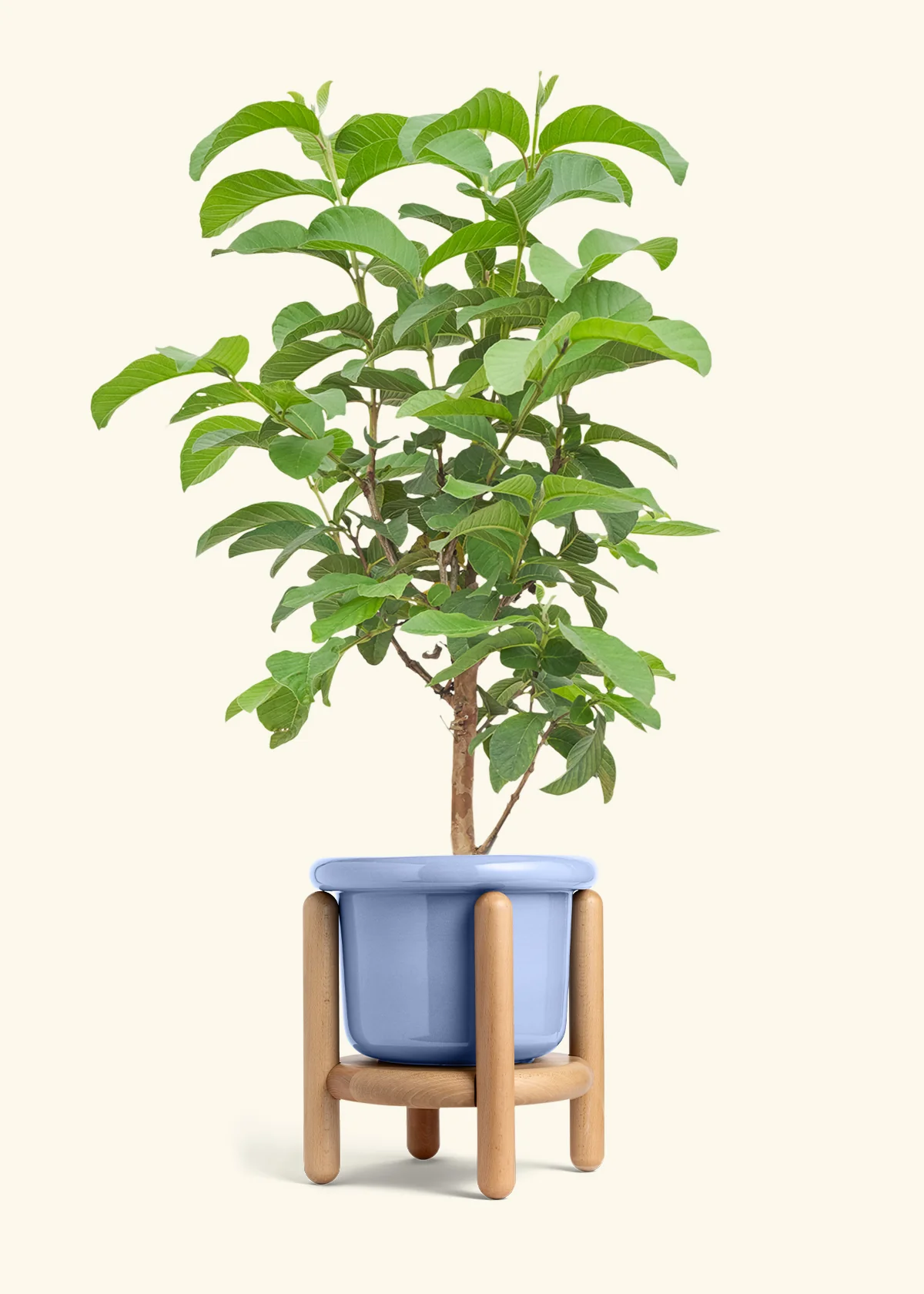 Guava Tree - Image 11