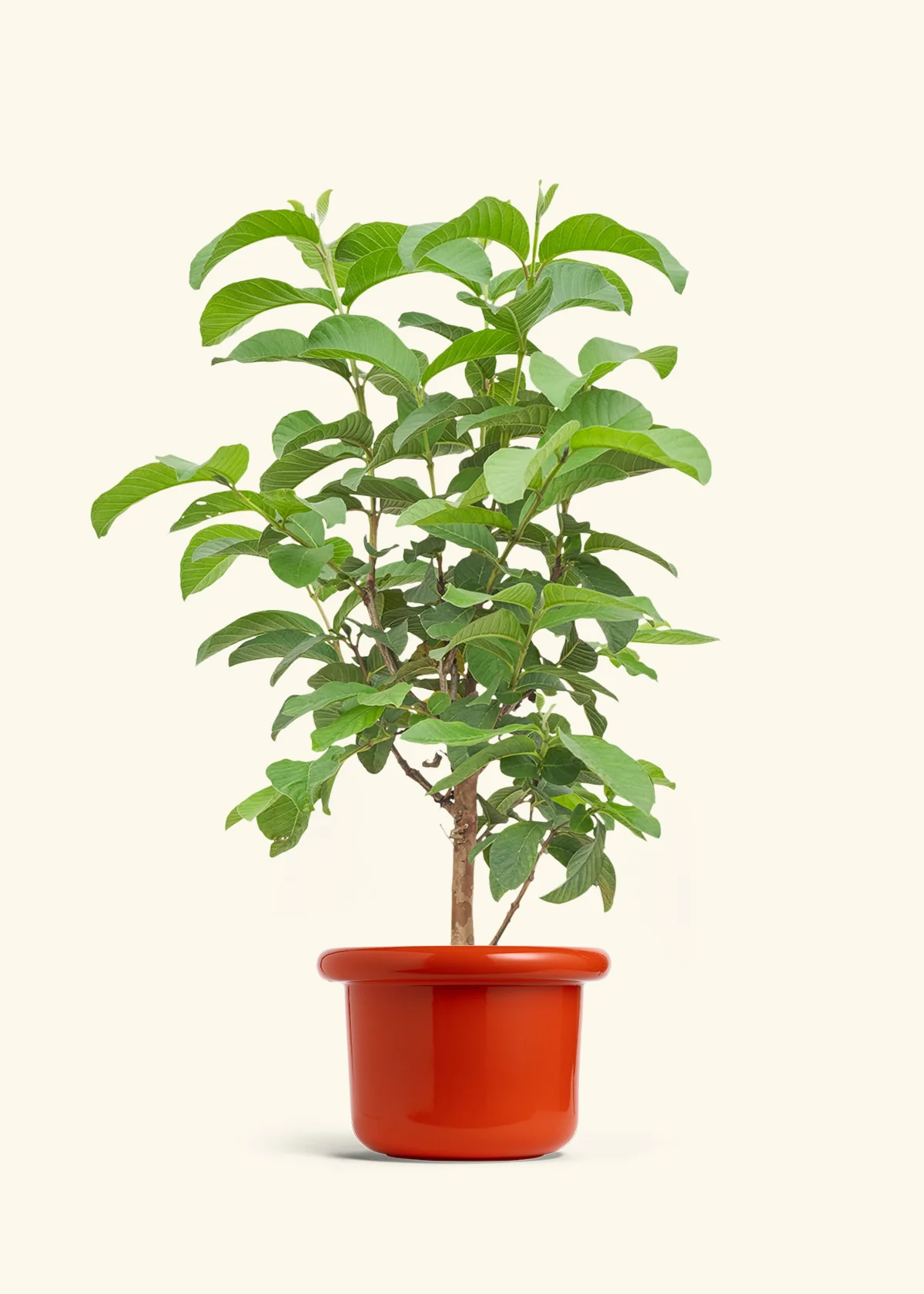 Guava Tree - Image 12