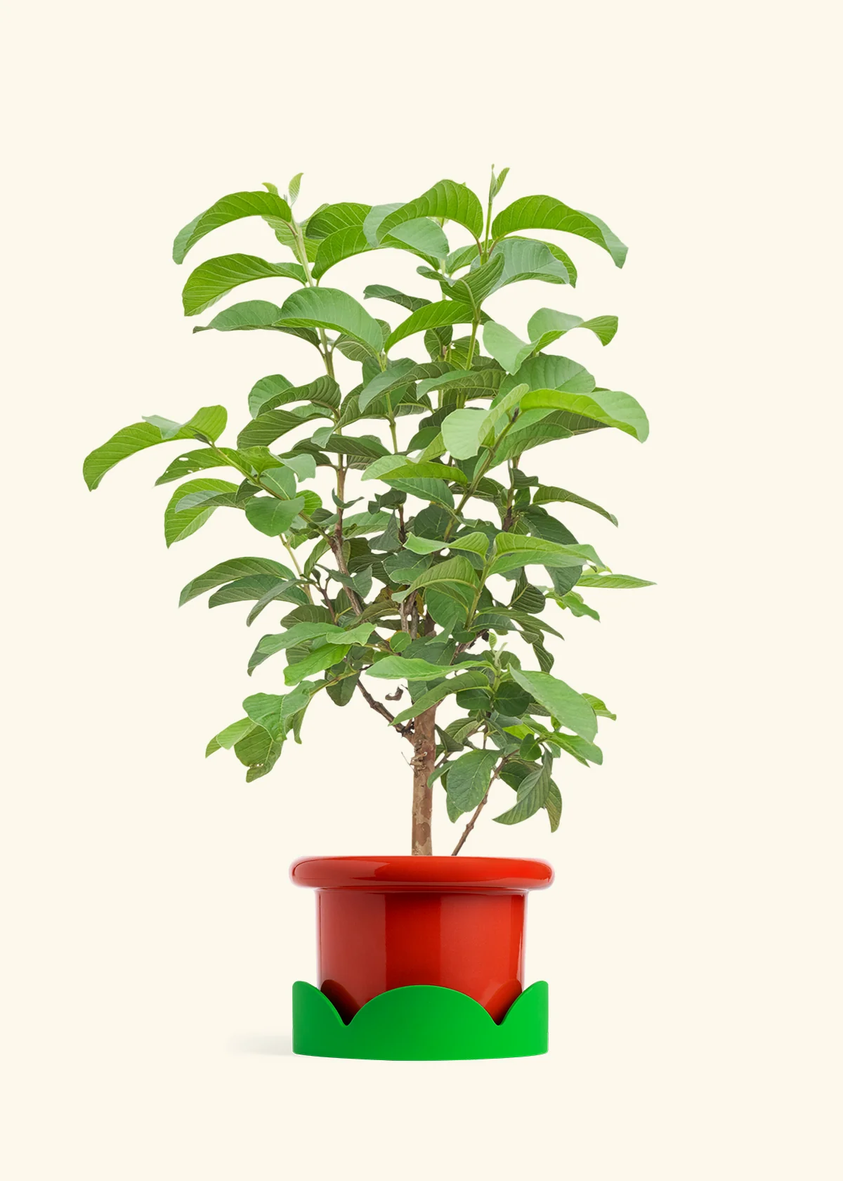 Guava Tree - Image 13