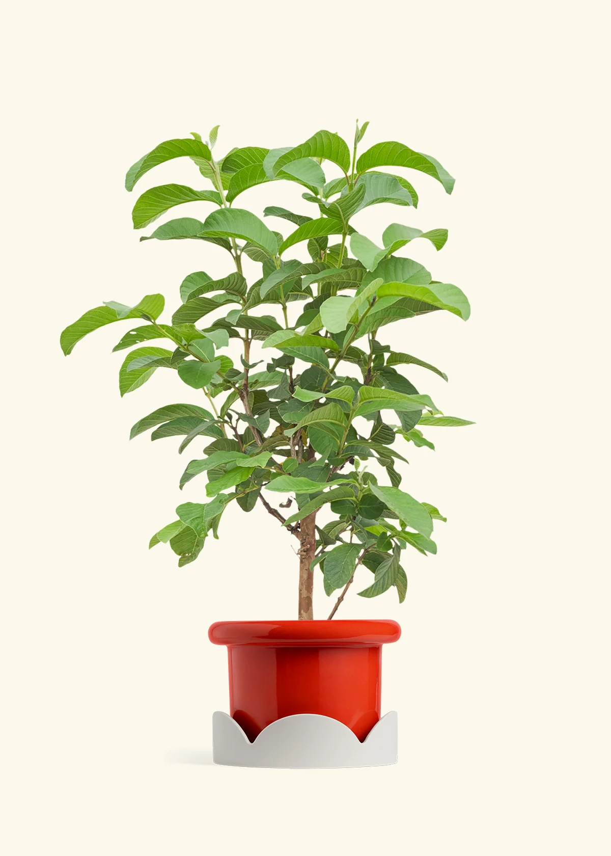 Guava Tree - Image 14