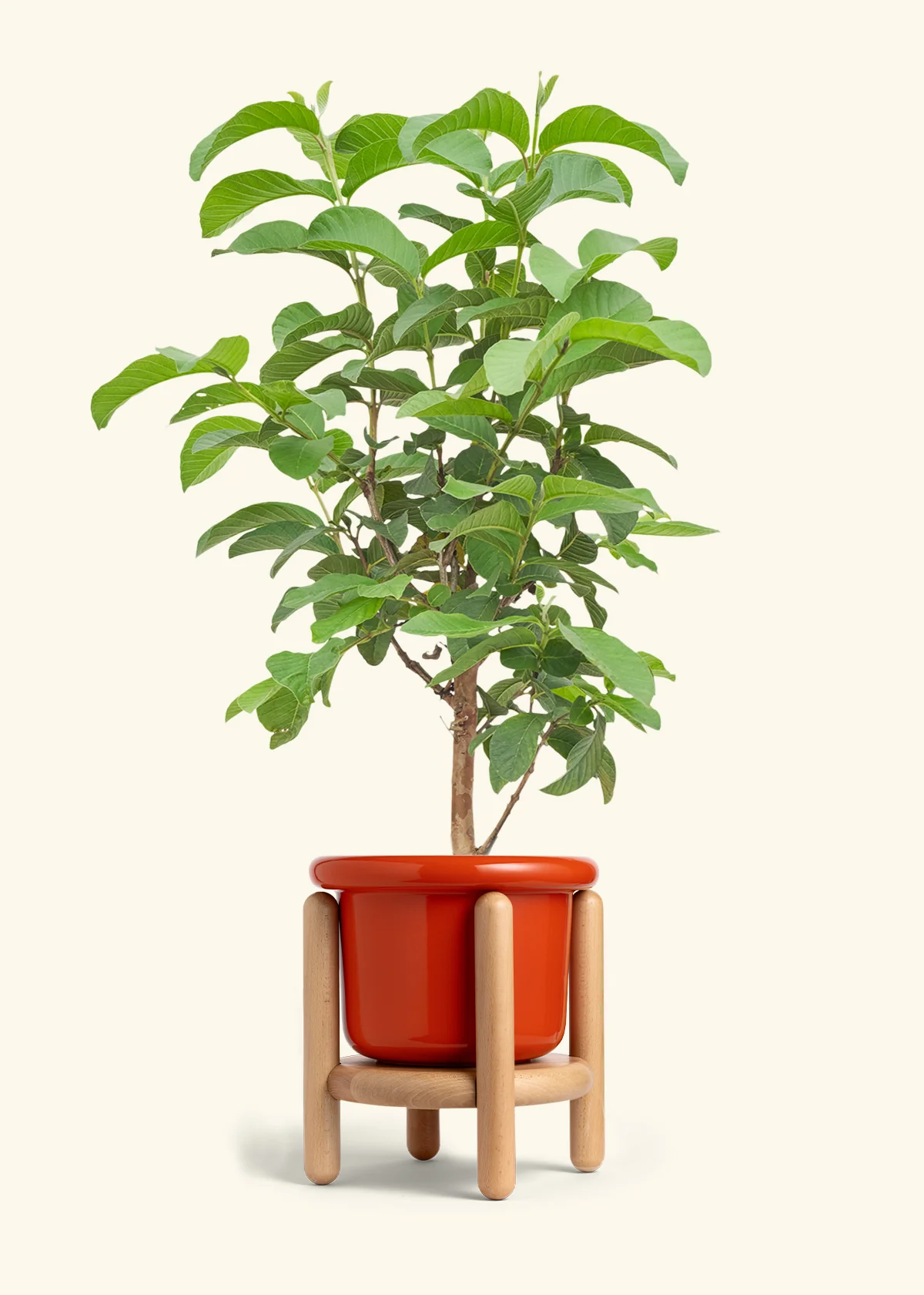 Guava Tree - Image 15