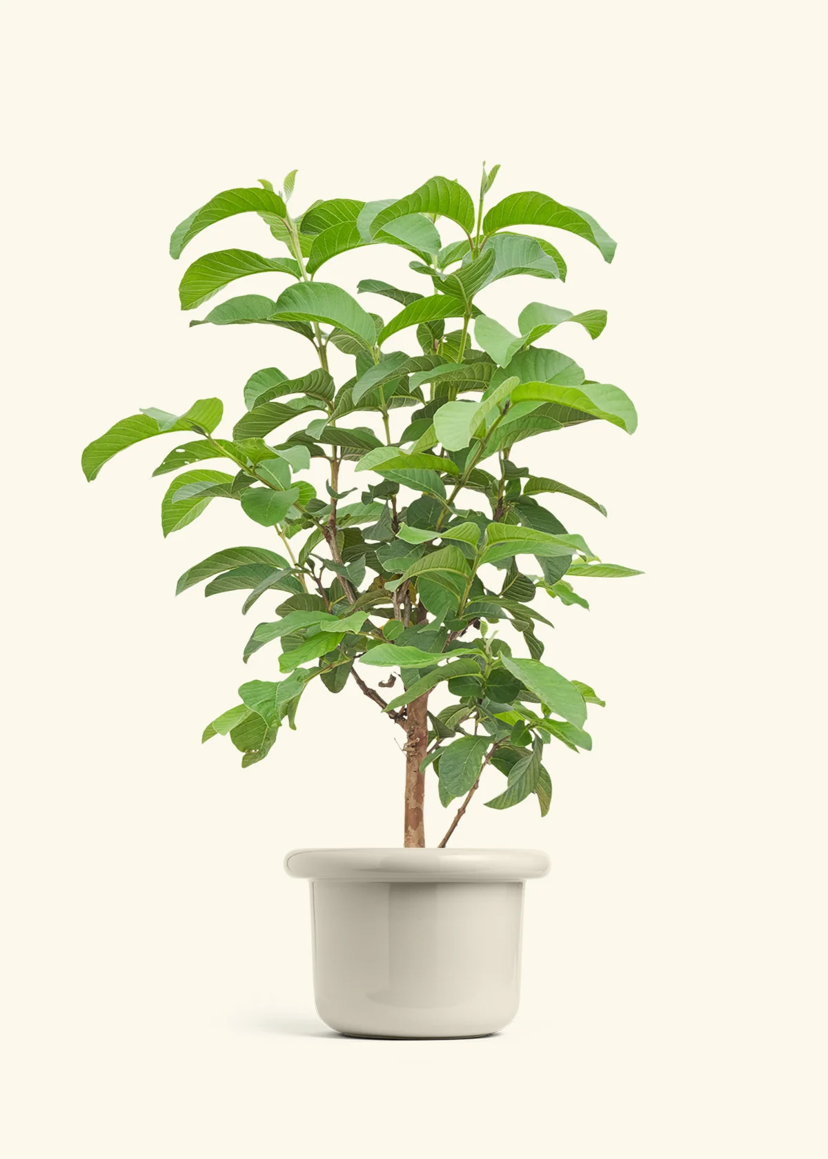 Guava Tree - Image 16