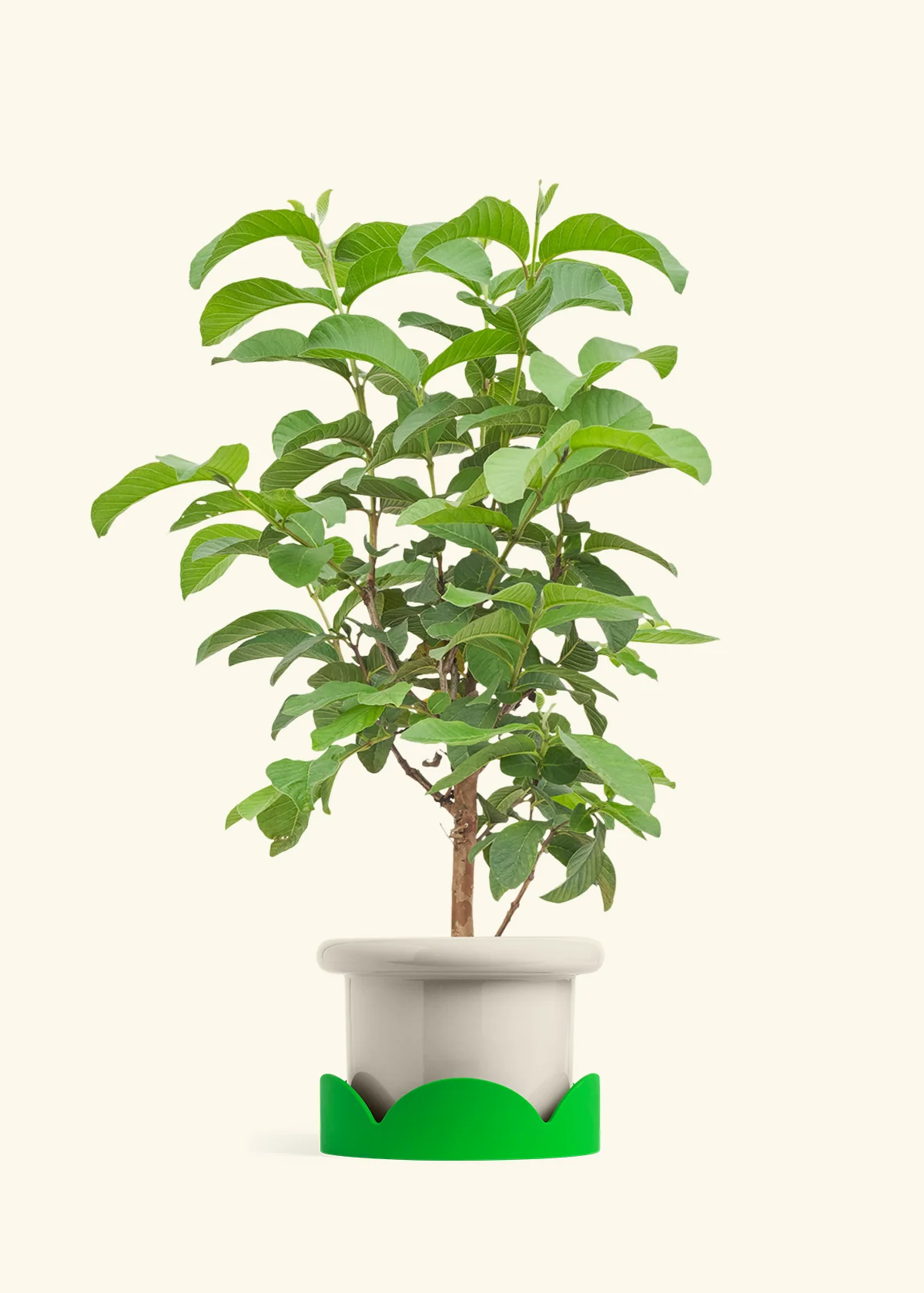 Guava Tree - Image 17