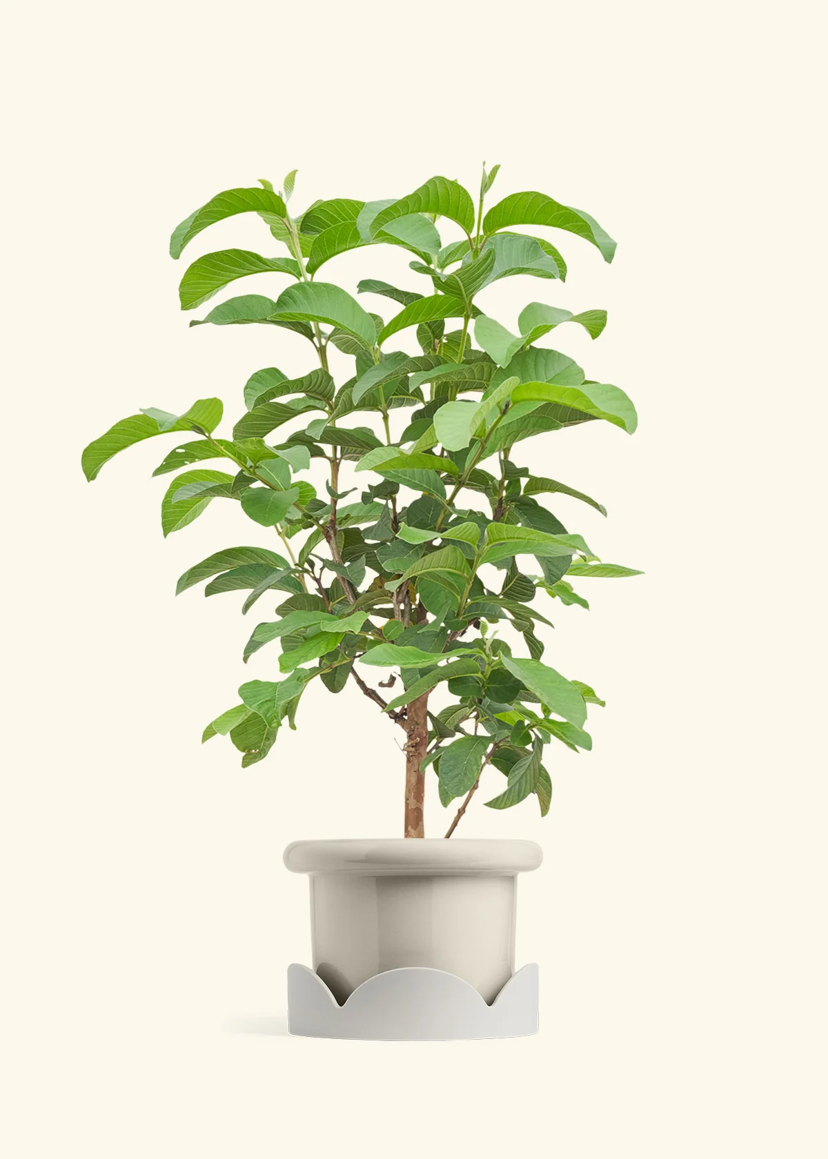 Guava Tree - Image 18