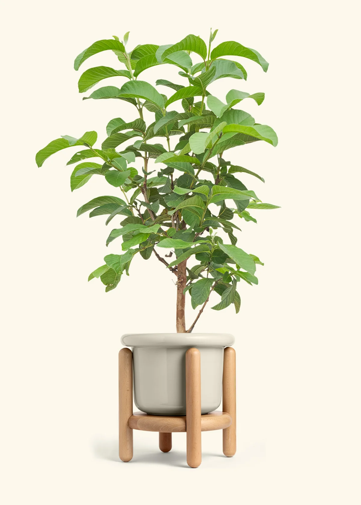 Guava Tree - Image 19