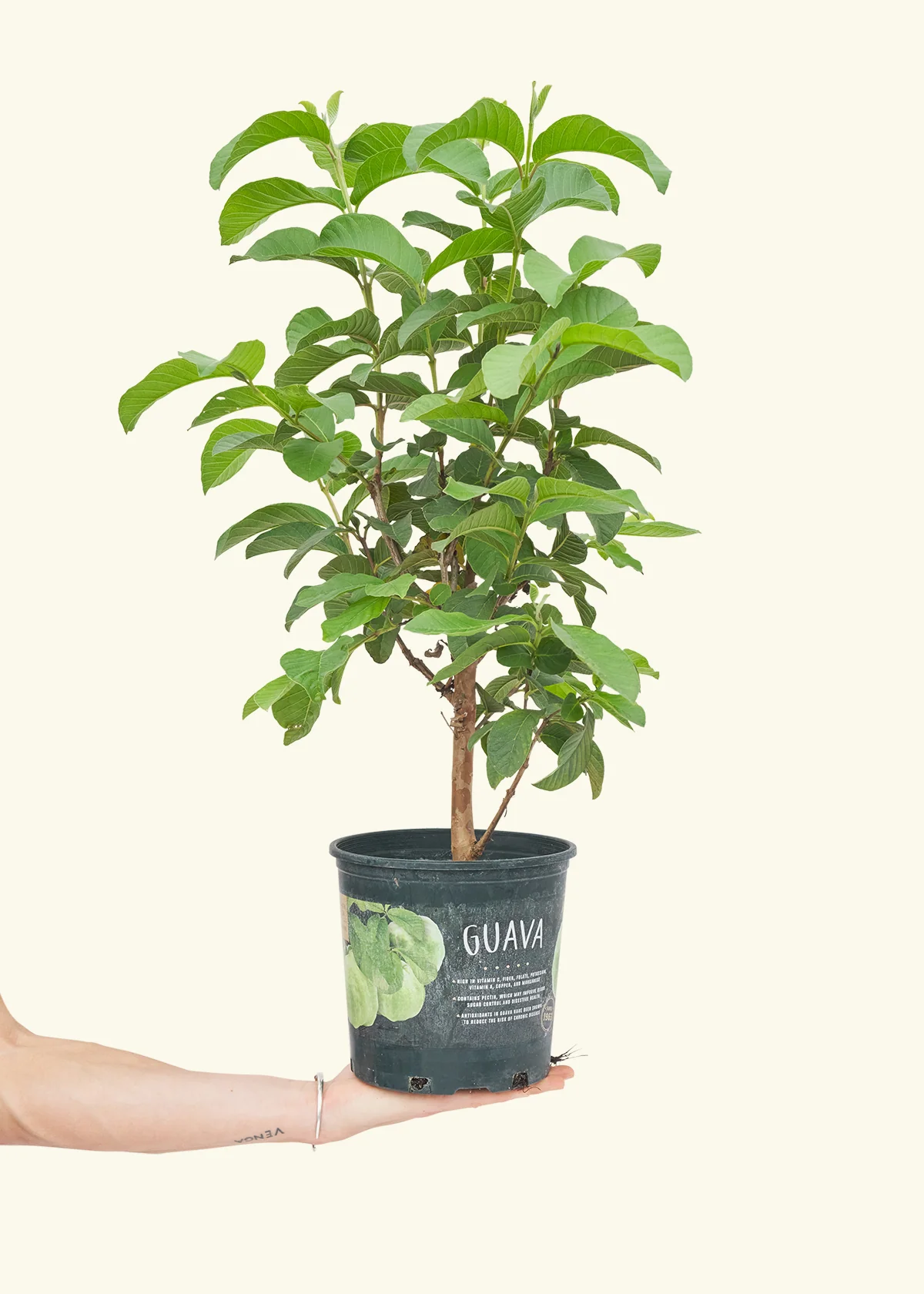 Guava Tree - Image 2
