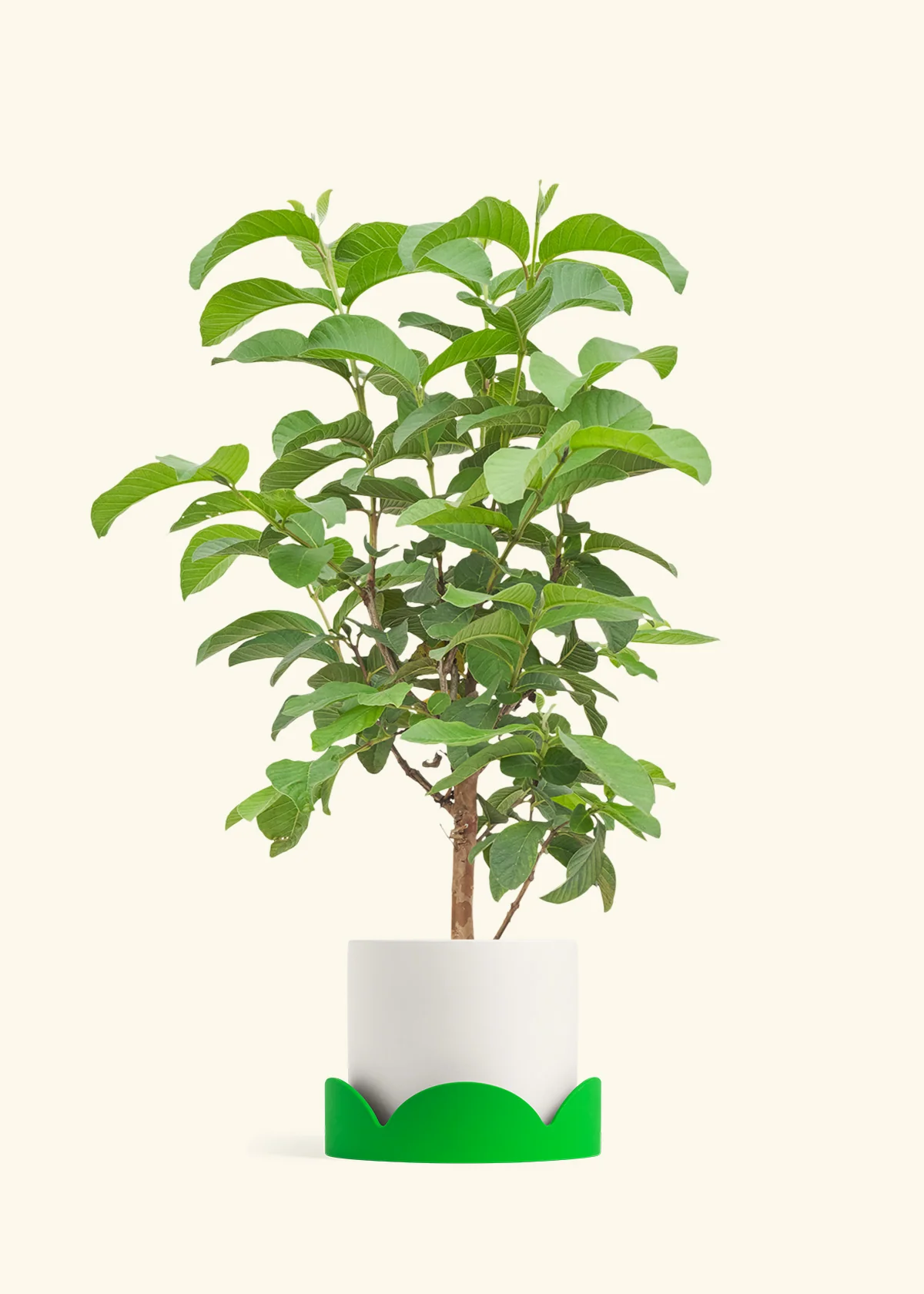 Guava Tree - Image 21