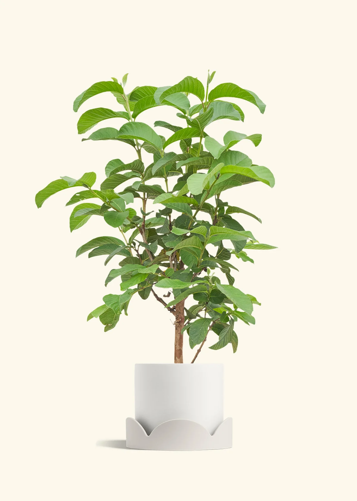 Guava Tree - Image 22