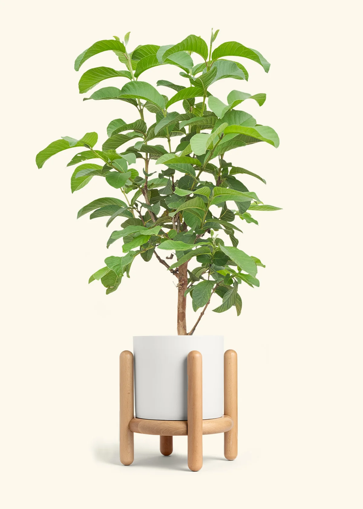 Guava Tree - Image 23