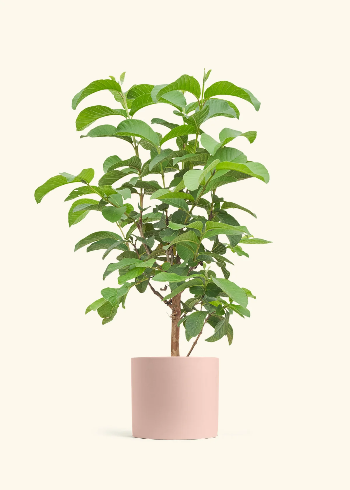 Guava Tree - Image 24