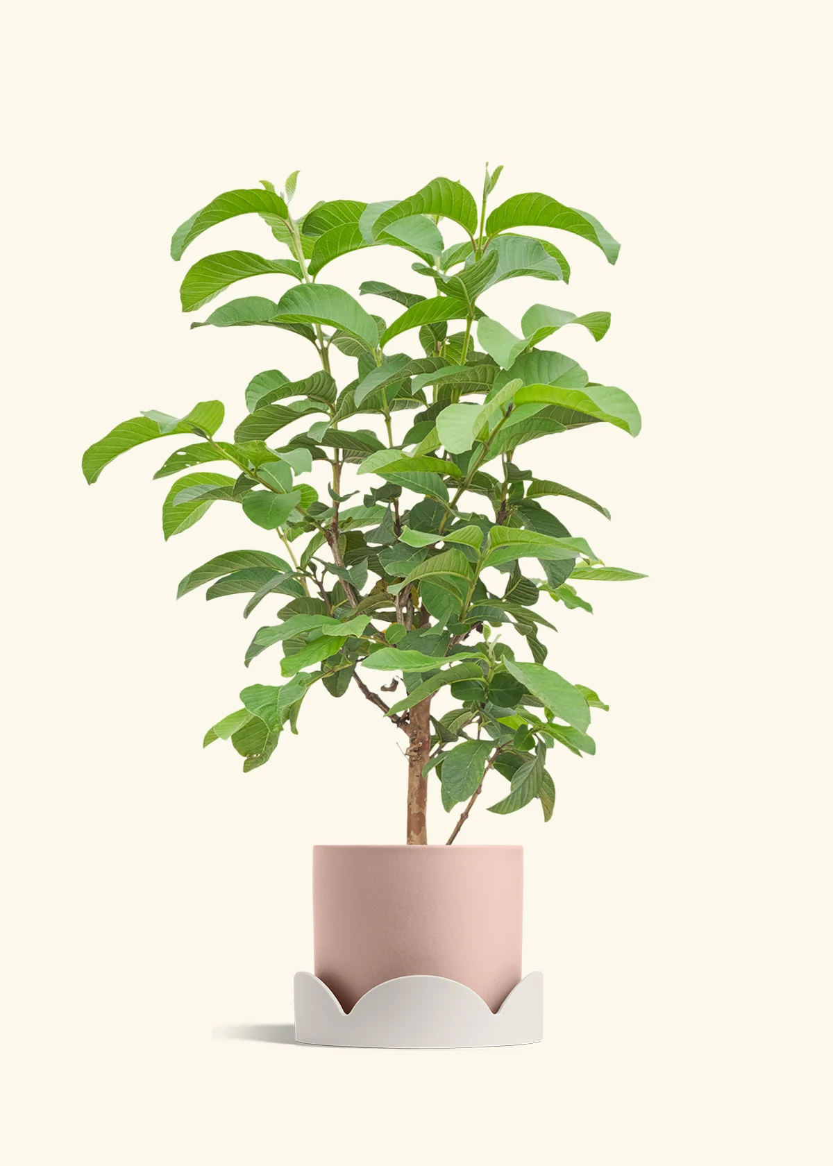 Guava Tree - Image 26
