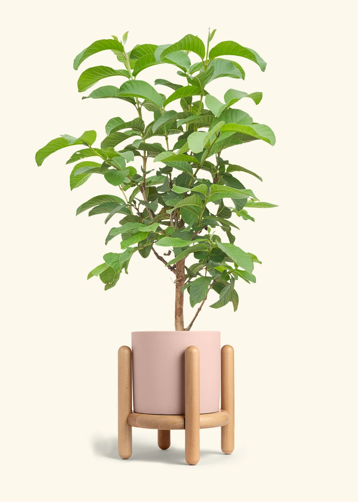 Guava Tree - Image 27