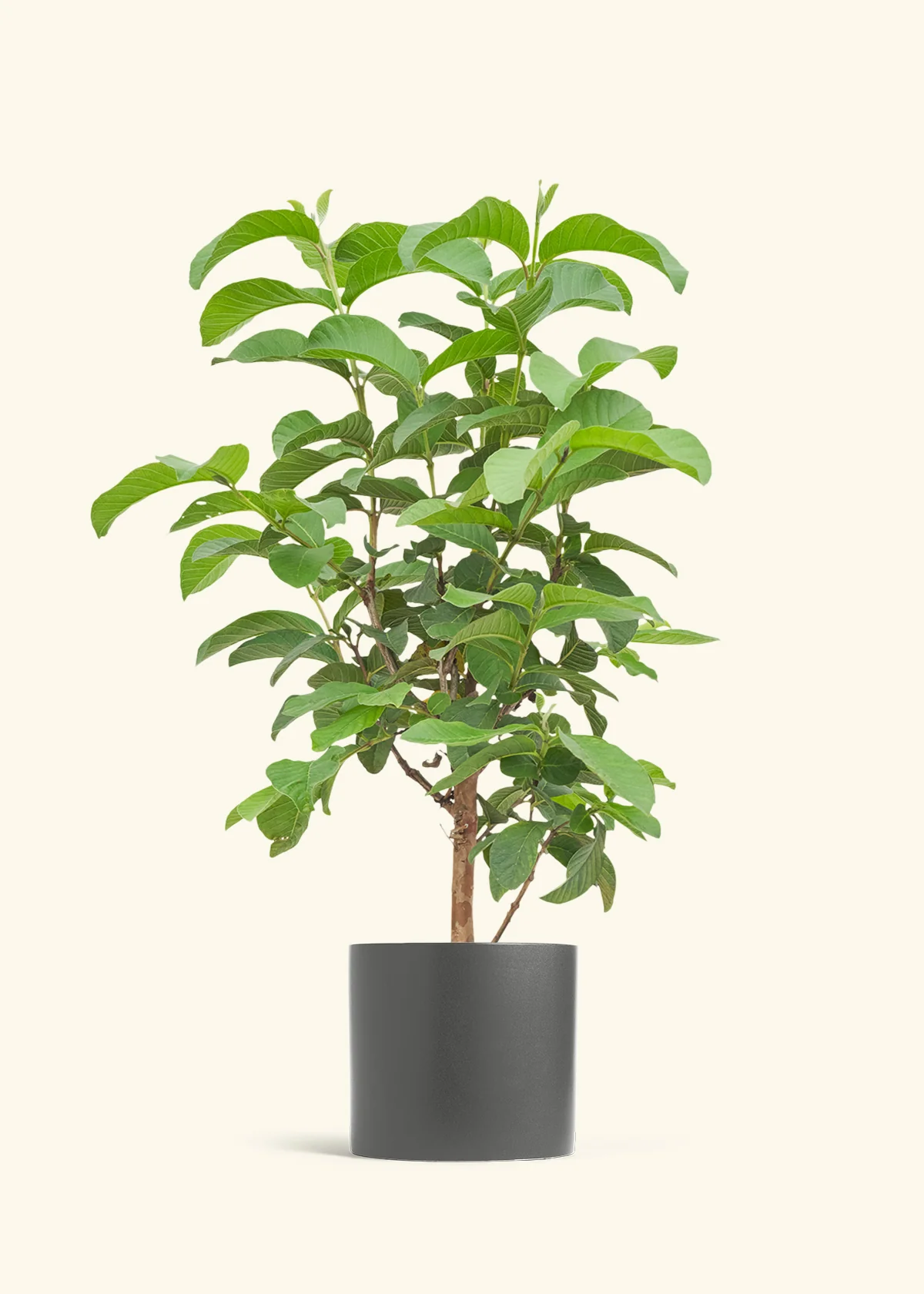 Guava Tree - Image 28