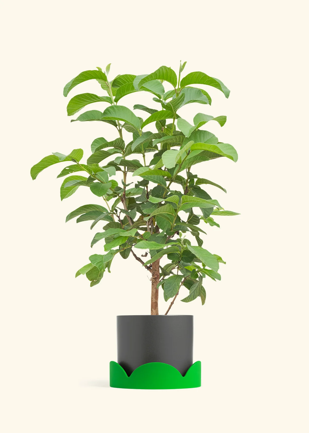 Guava Tree - Image 29