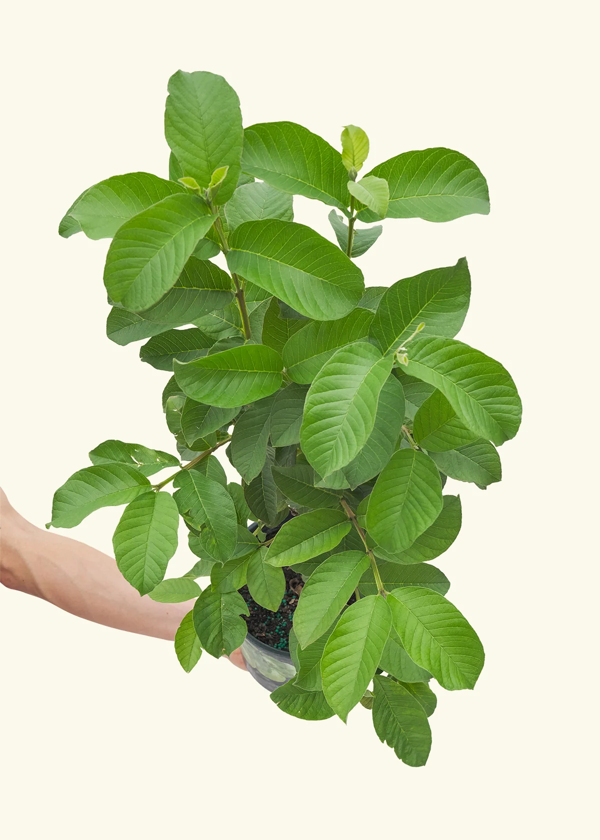 Guava Tree - Image 3