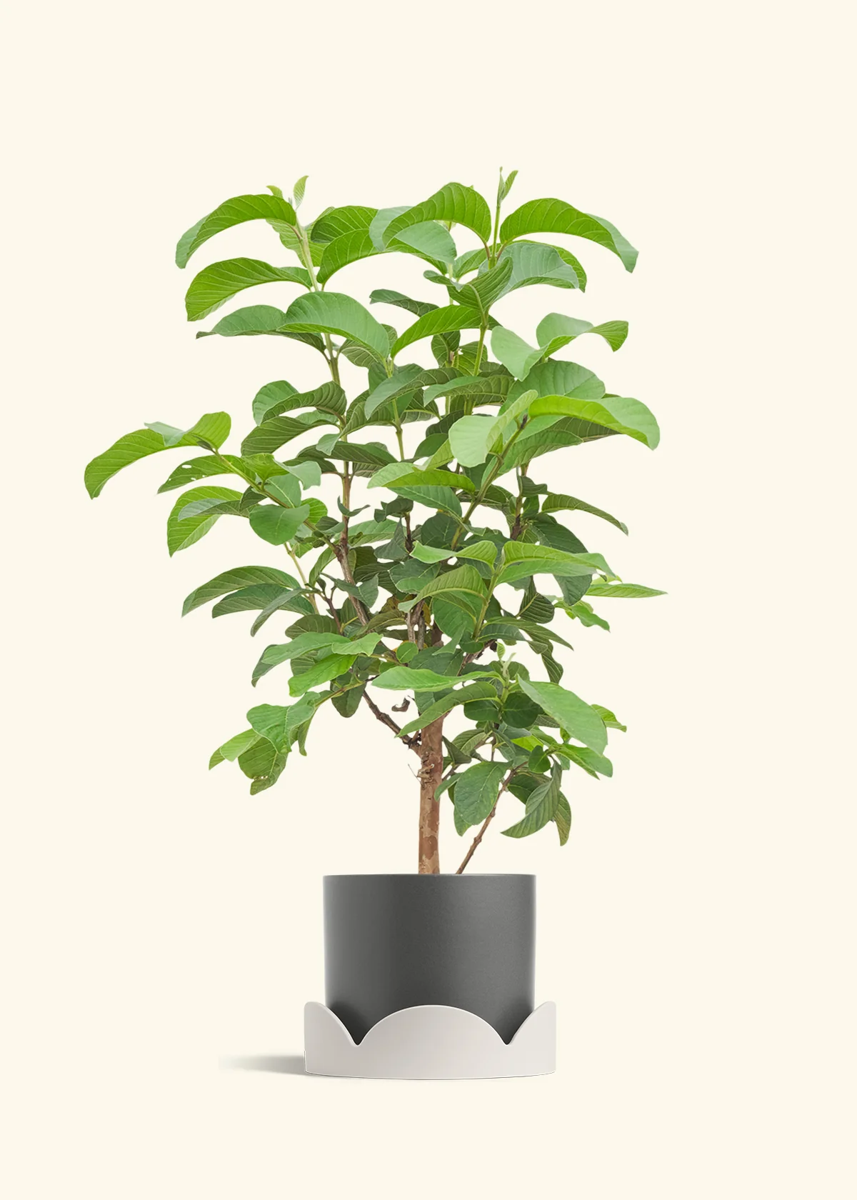 Guava Tree - Image 30