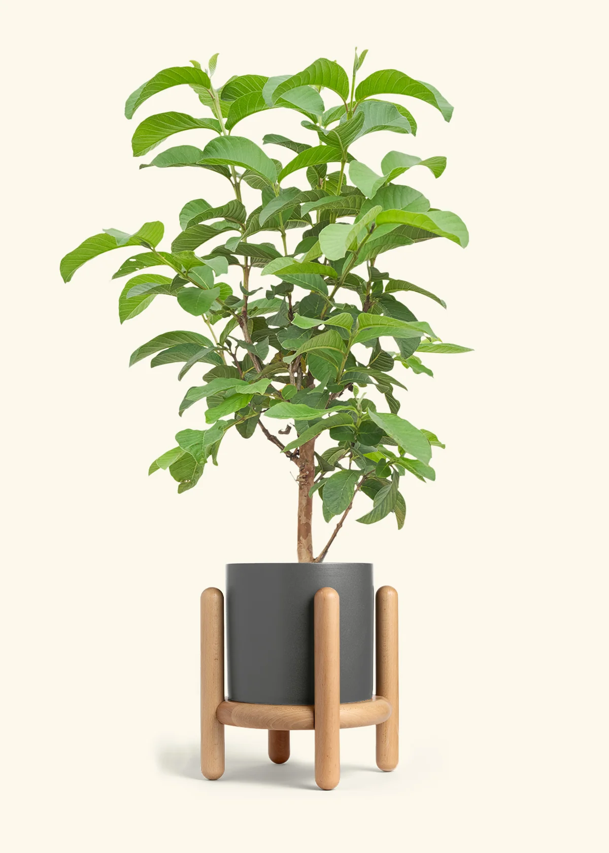 Guava Tree - Image 31