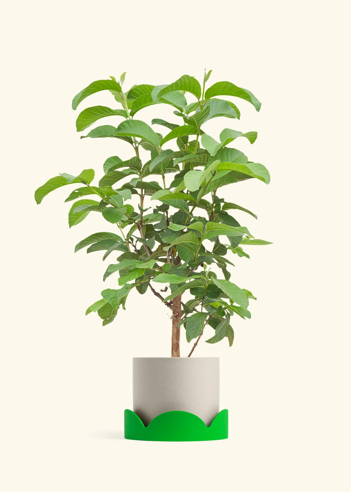 Guava Tree - Image 33