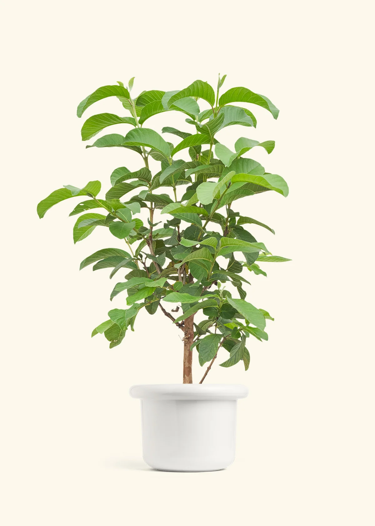 Guava Tree - Image 4