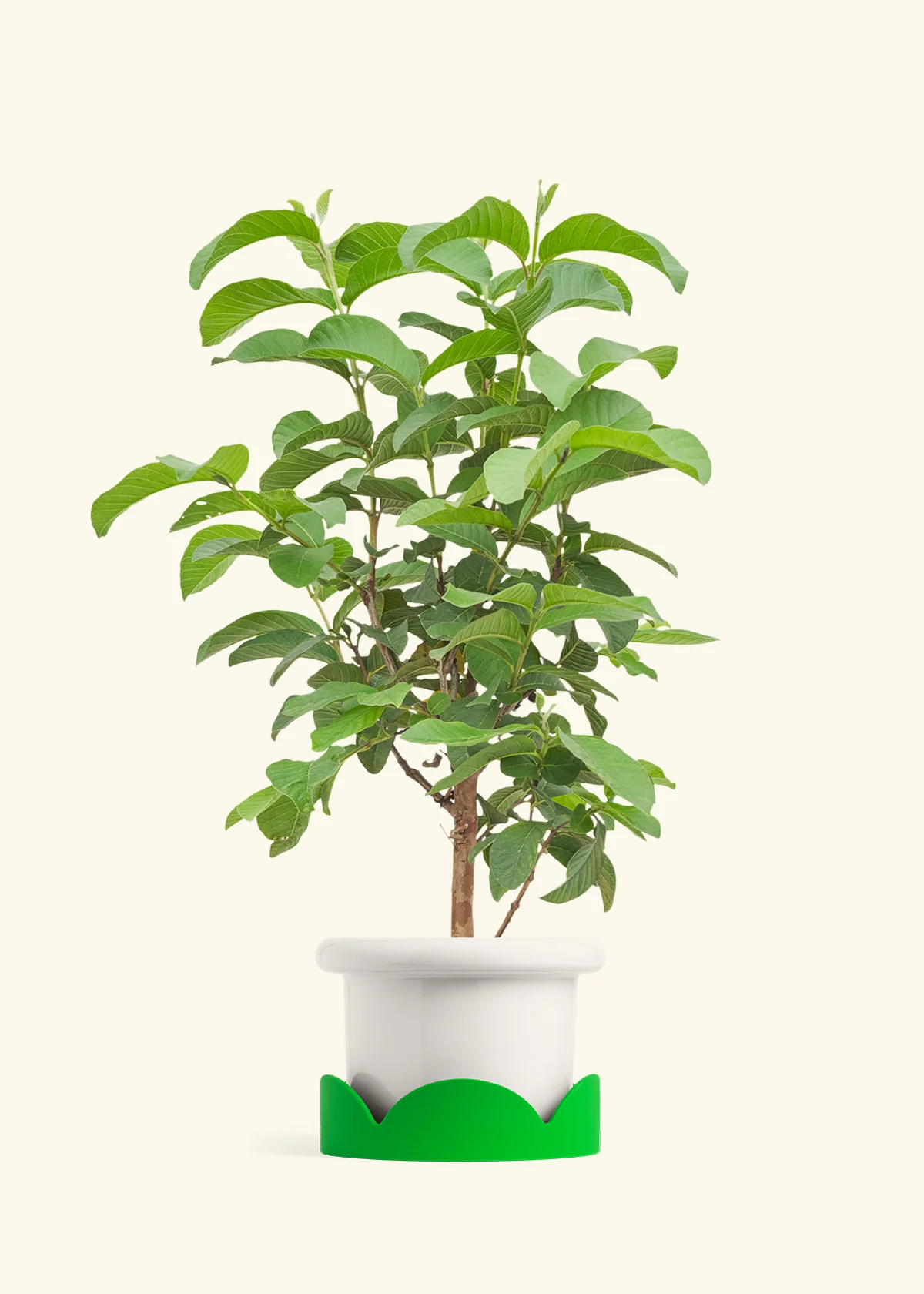 Guava Tree - Image 5