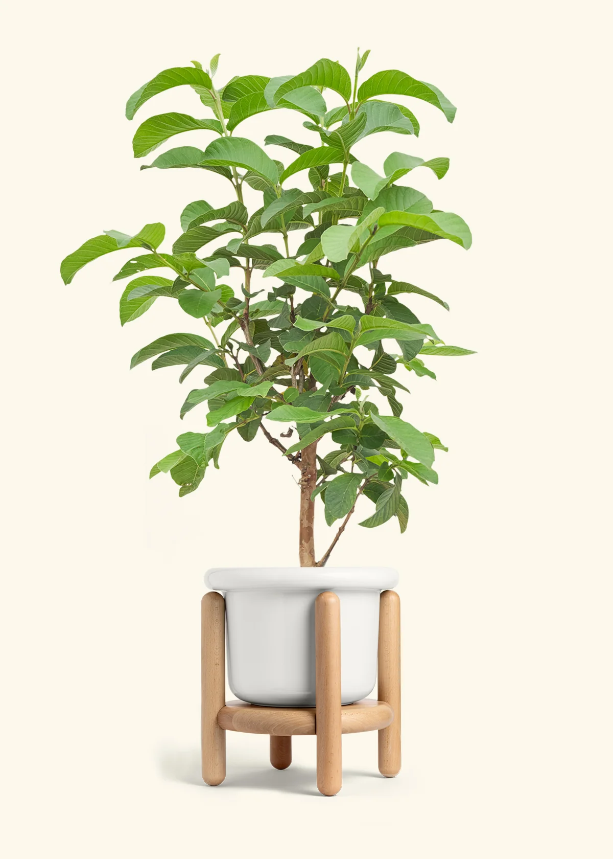 Guava Tree - Image 7