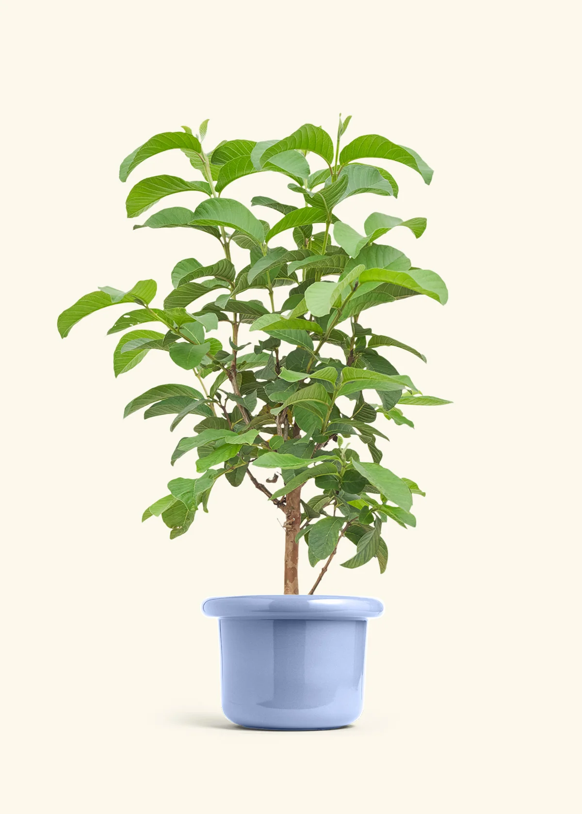 Guava Tree - Image 8