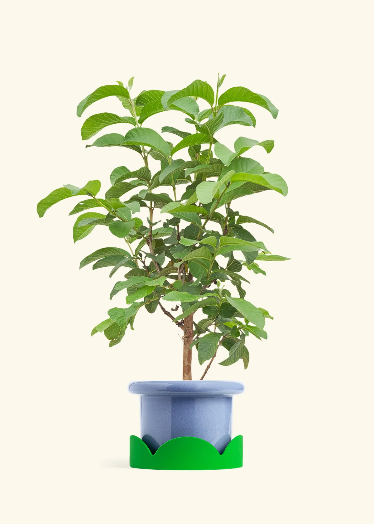 Guava Tree - Image 9