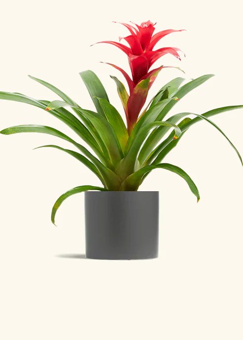 Guzmania Bromeliad - Image 10