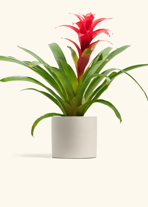 Guzmania Bromeliad - Image 11