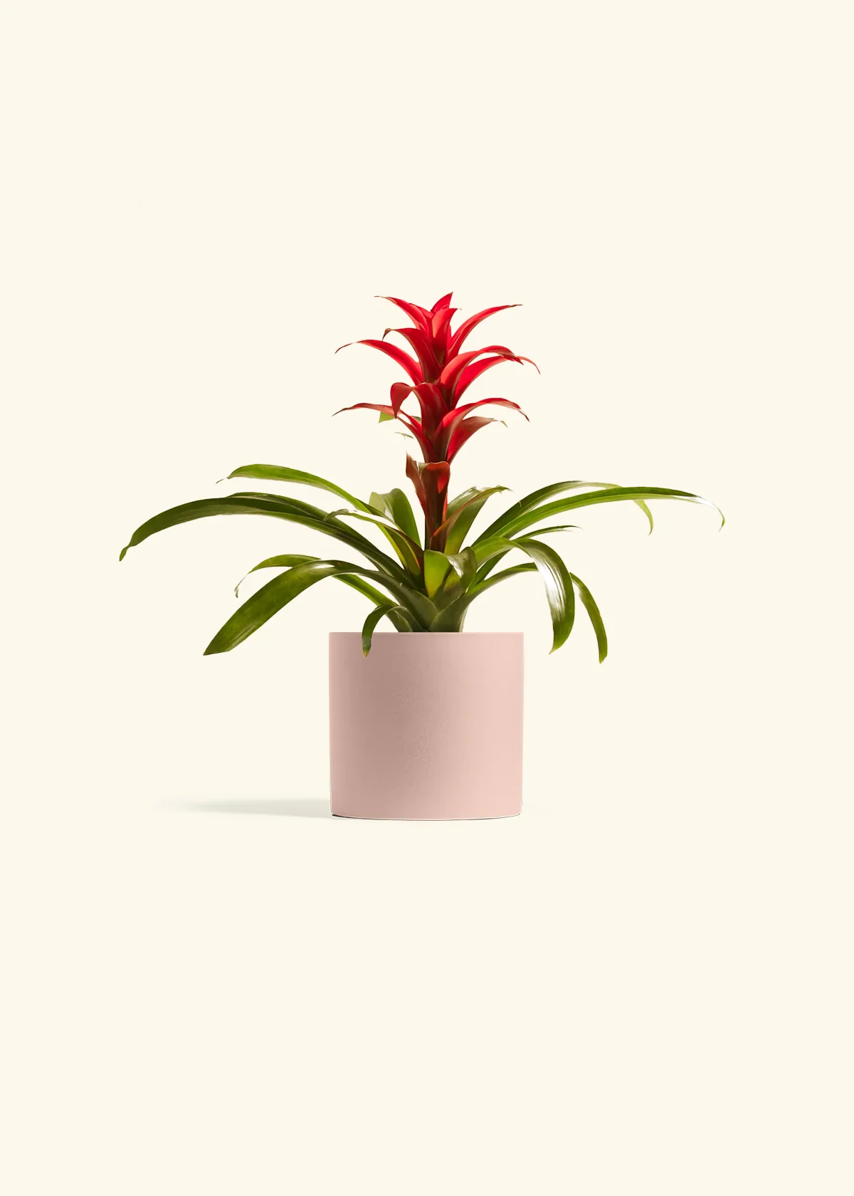 Guzmania Bromeliad - Image 3