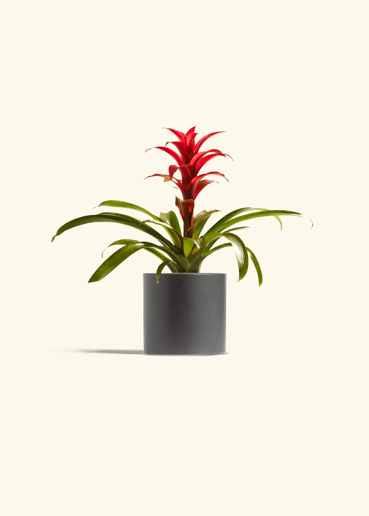 Guzmania Bromeliad - Image 4