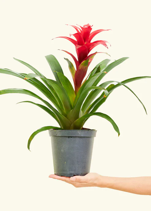 Guzmania Bromeliad - Image 6