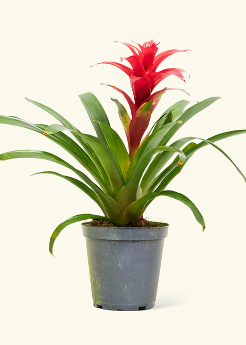 Guzmania Bromeliad - Image 7