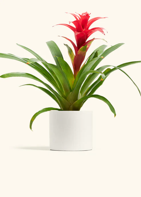 Guzmania Bromeliad - Image 8