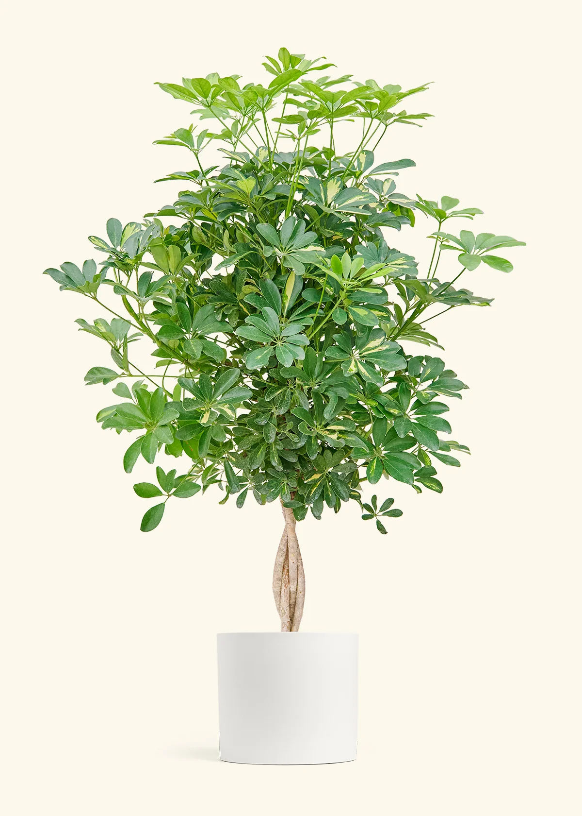Hawaiian Umbrella Tree - Image 4