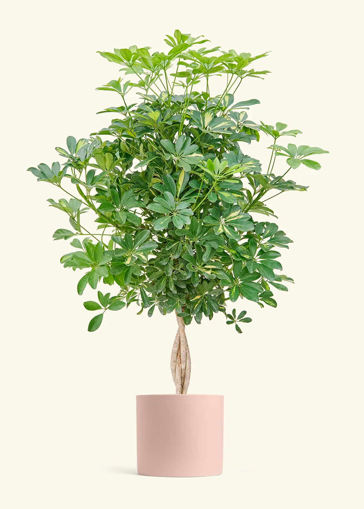 Hawaiian Umbrella Tree - Image 5