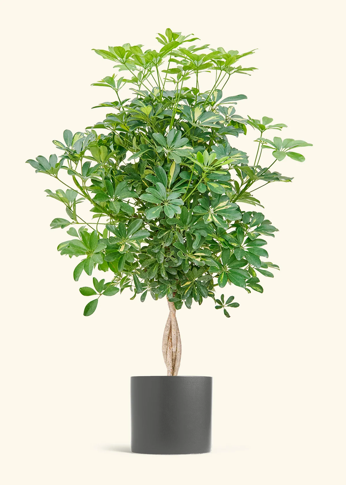 Hawaiian Umbrella Tree - Image 6