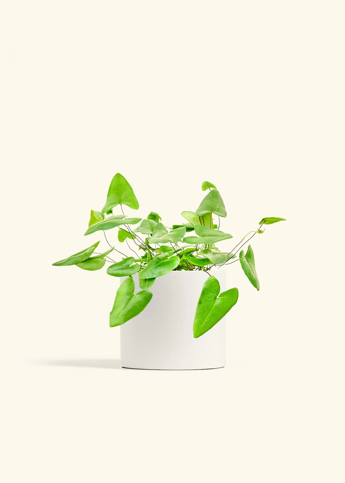 Heart Leaf Fern - Image 10