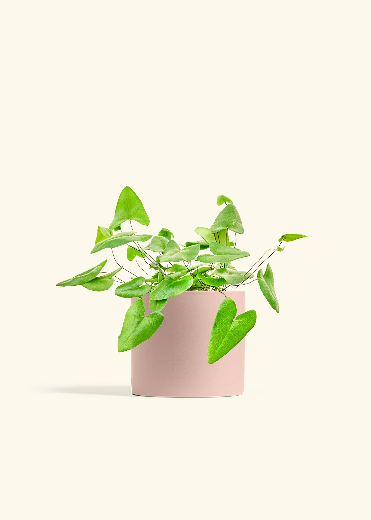 Heart Leaf Fern - Image 11