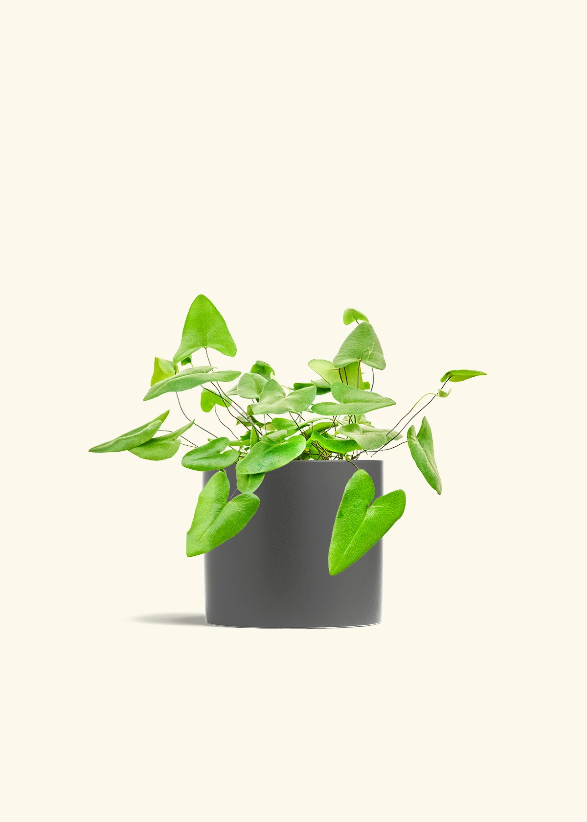 Heart Leaf Fern - Image 12