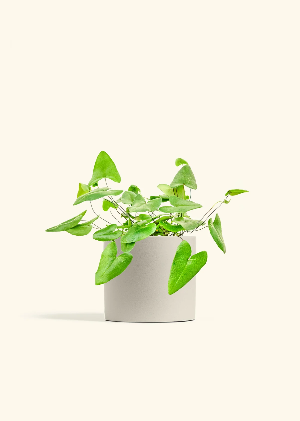 Heart Leaf Fern - Image 13