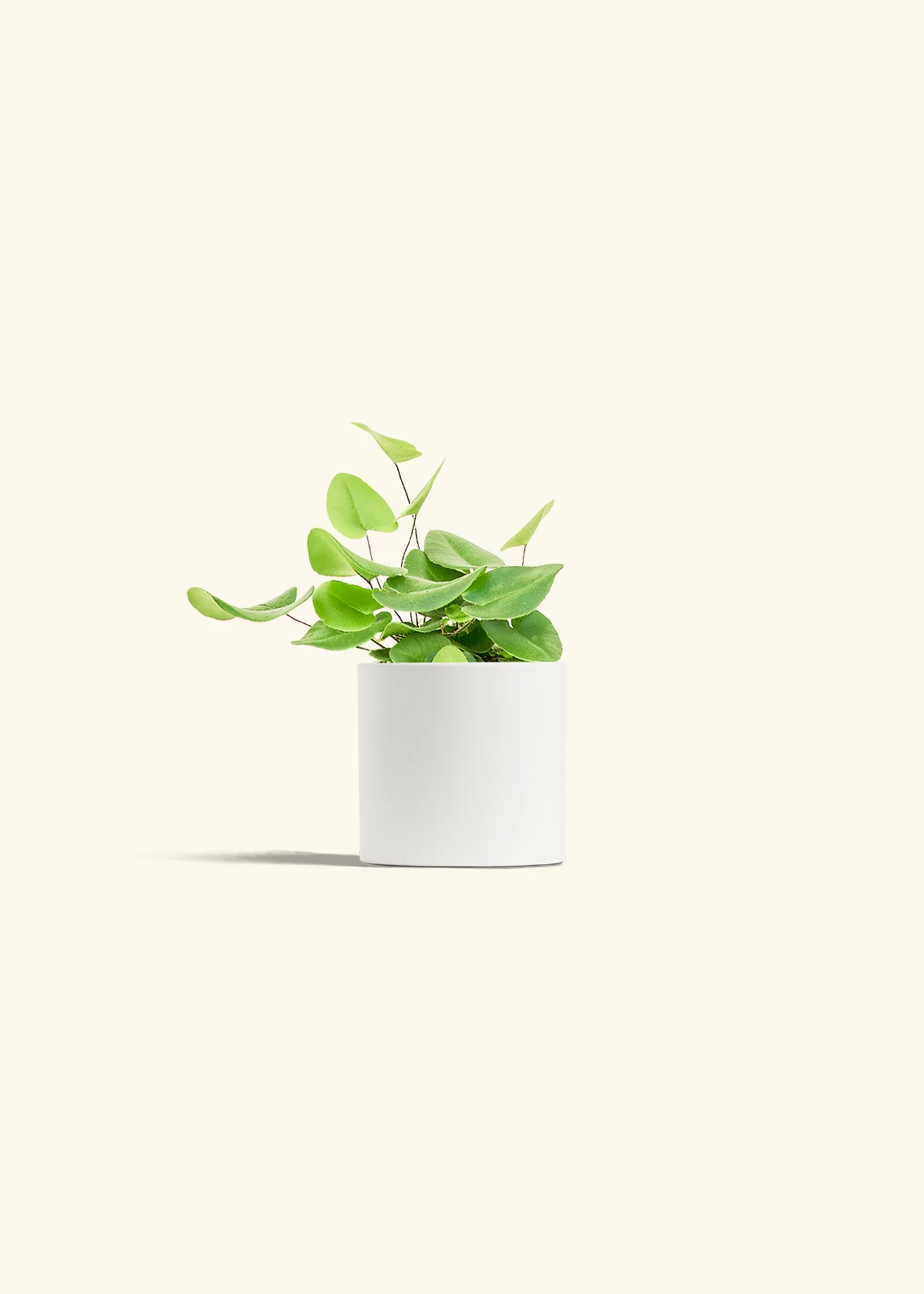 Heart Leaf Fern - Image 3