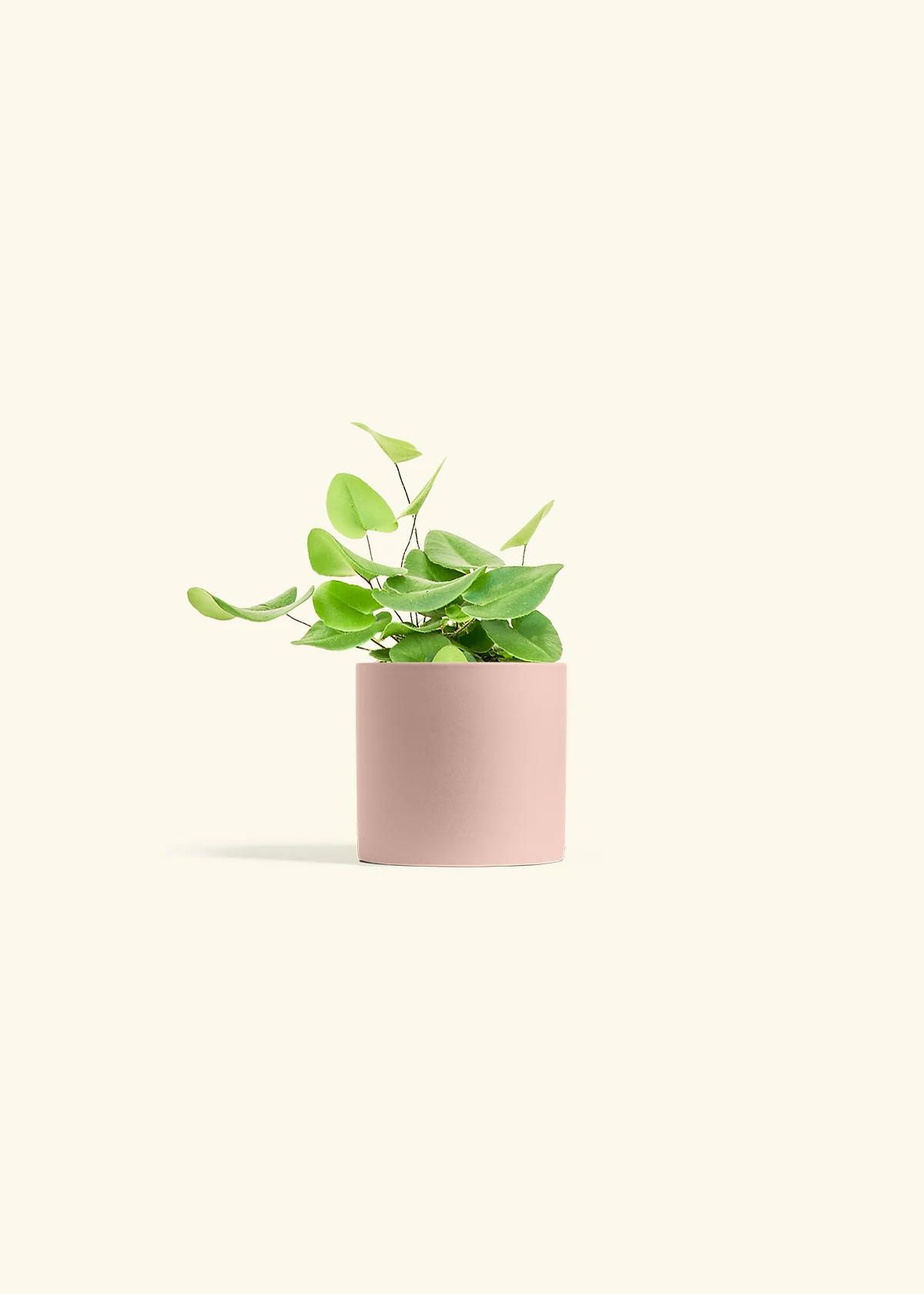 Heart Leaf Fern - Image 4