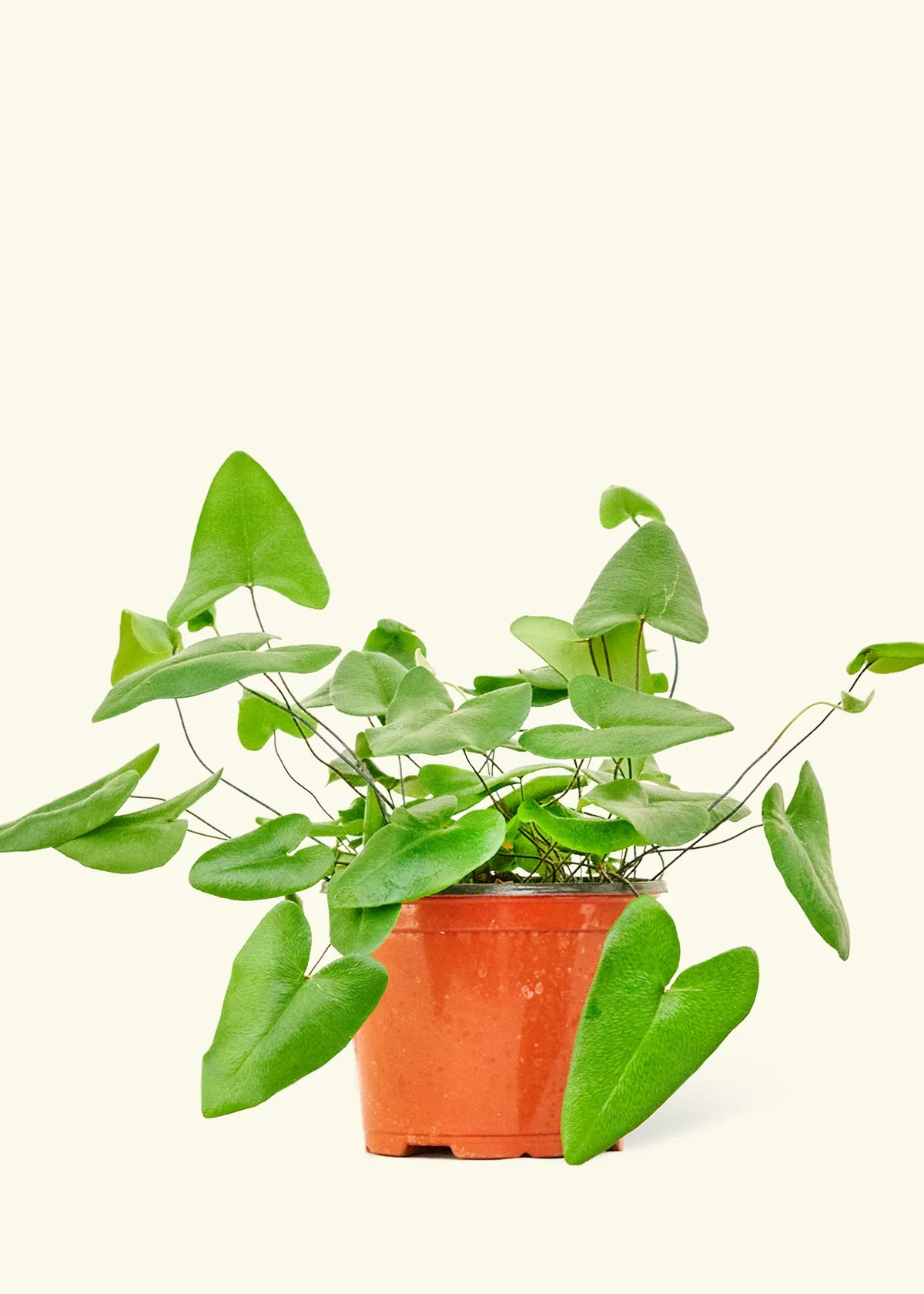 Heart Leaf Fern - Image 7