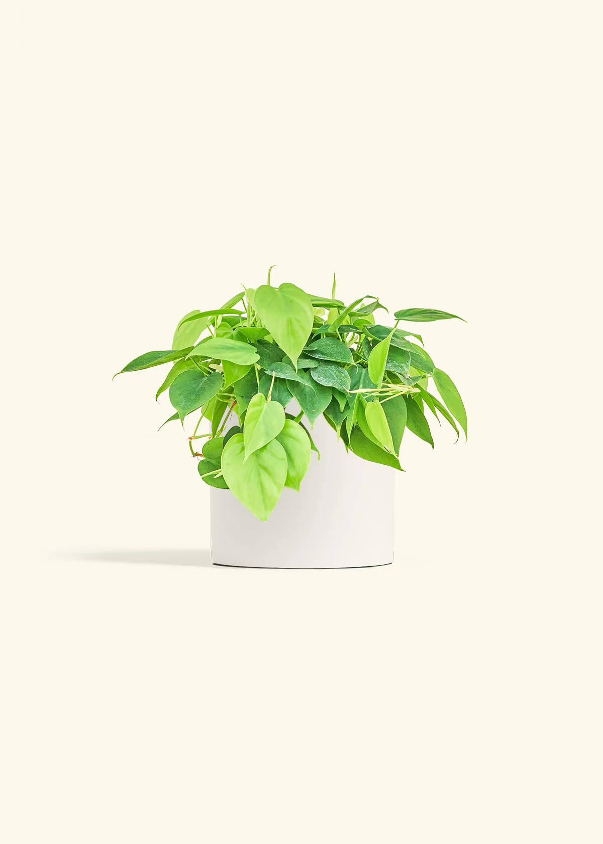 Heartleaf Philodendron - Image 10