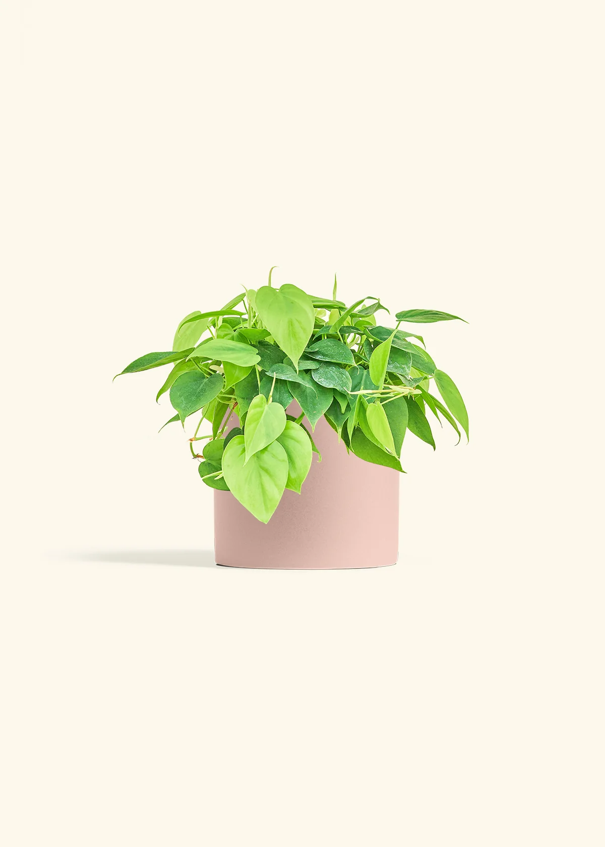 Heartleaf Philodendron - Image 11