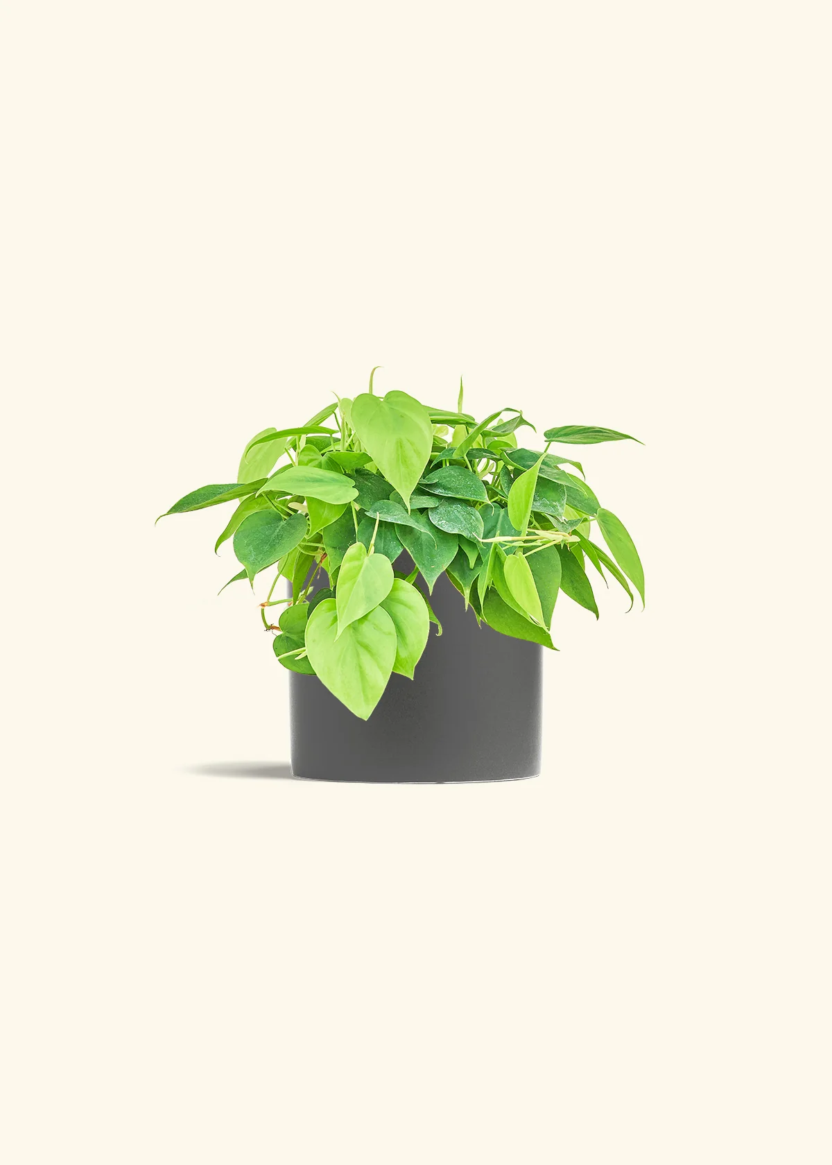 Heartleaf Philodendron - Image 12